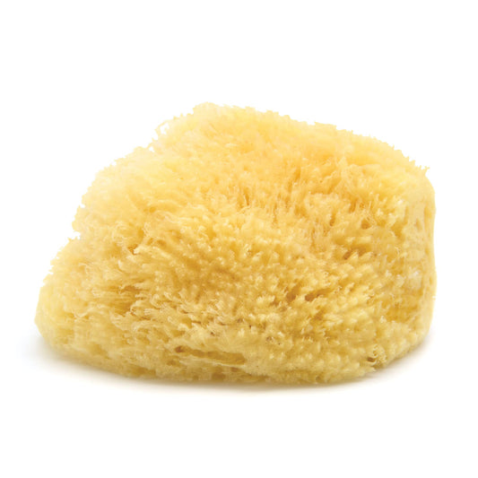 Sea Wool Sponge